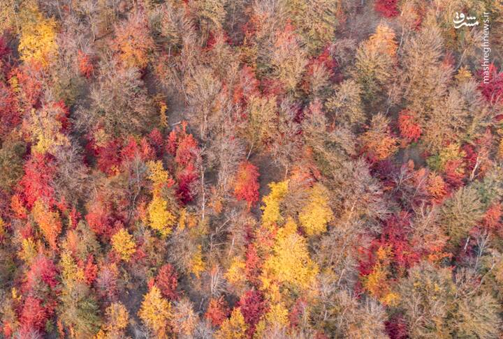 عکس/ آخرین قدمهای پاییز