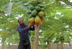 مزرعه "پاپایا" در خراسان شمالی