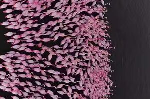 فیلم/ فلامینگوهای مهاجر در تالاب میانکاله