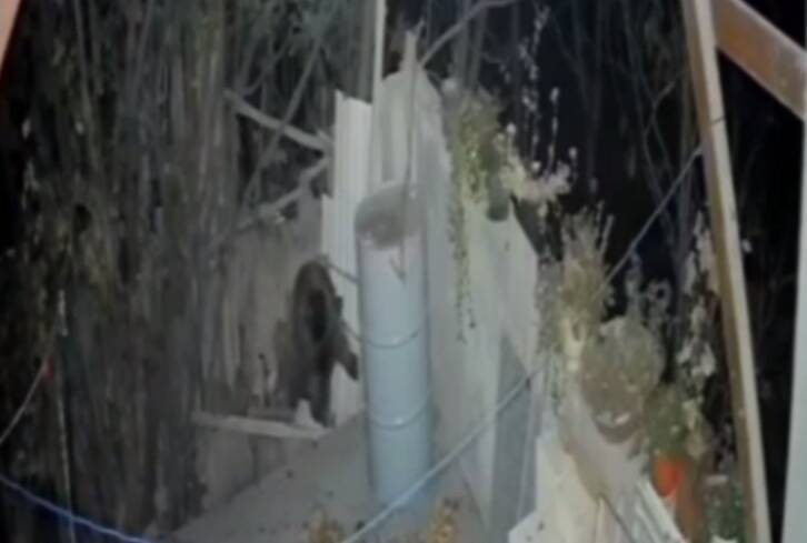 فیلم/ ورود خرس به منزلی مسکونی در خطیرکوه سمنان