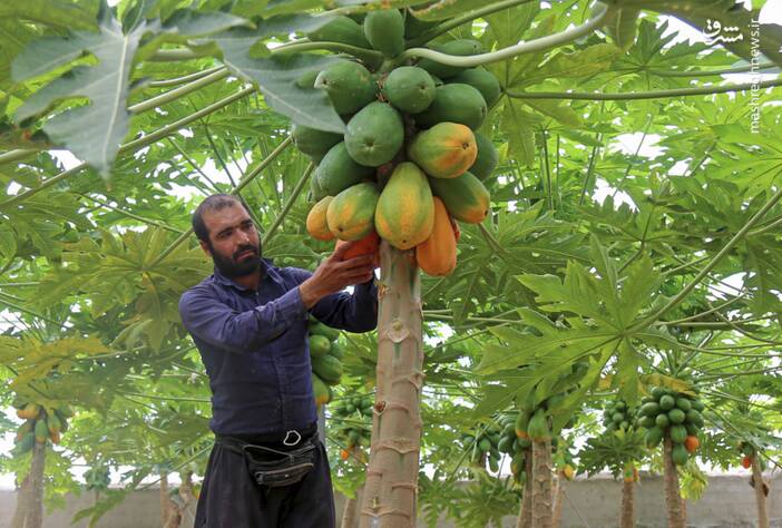 پاپايا،ميوه،گرمسيري،نازك،پوستي،گلخانه