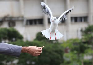 عکس/ "کاکایی" مهمان چشمه کیله تنکابن