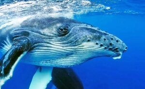 تصاویر دیدنی از یک نهنگ گوژپشت