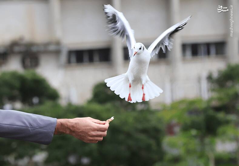 كاكايي،سرسياه،كيله