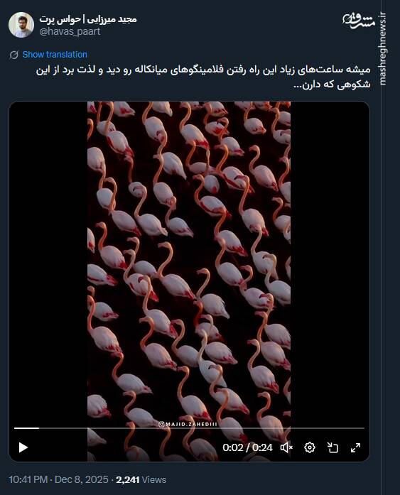 تصاویر دیدنی از شکوه فلامینگوهای میانکاله