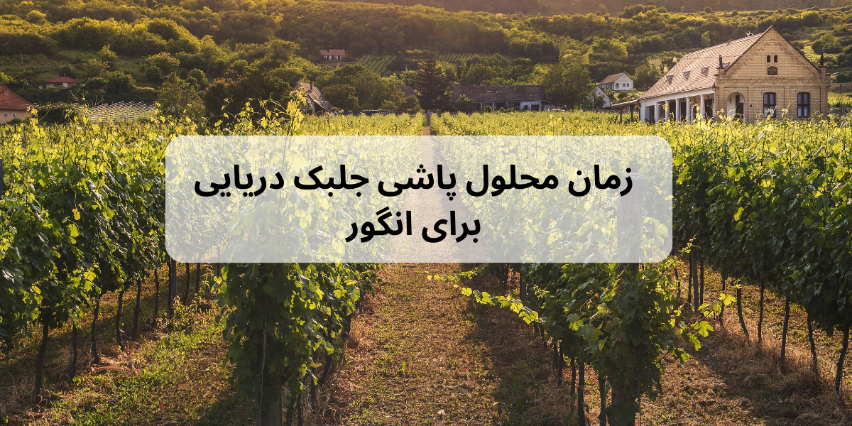 فواید کود جلبک دریایی برای درخت انگور