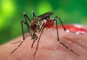 تعداد مبتلایان تب دنگی به ۱۱۰۷ نفر رسید/مشاهده پشه آئدس در ۱۱ استان