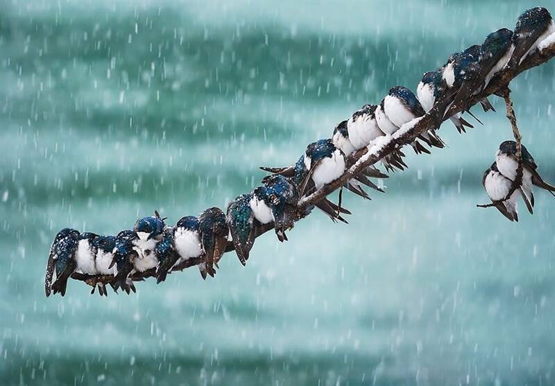 بارش،خراسان،دما،مناطق،جنوبي،كاهش،هرمزگان،كرمان،فارس،رضوي،برف ...