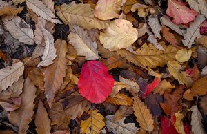 پاییز هزار رنگ جنگل‌های شمال