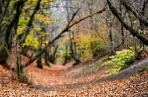 عکس/ پاییز در جنگل فندقلو نمین