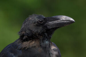 فیلم/ کلاغ باهوش!