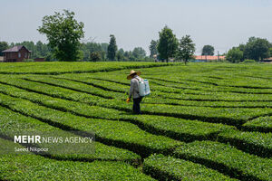 صادرات چای ۴۸ درصد افزایش یافت