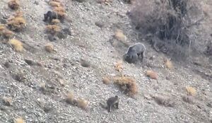 فیلم/ مشاهده خرس قهوه‌ای و دو توله‌اش در منطقه حفاظت شده دنا