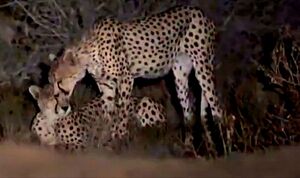 مشاهده ۶ یوزپلنگ آسیایی در میاندشت خراسان‌شمالی