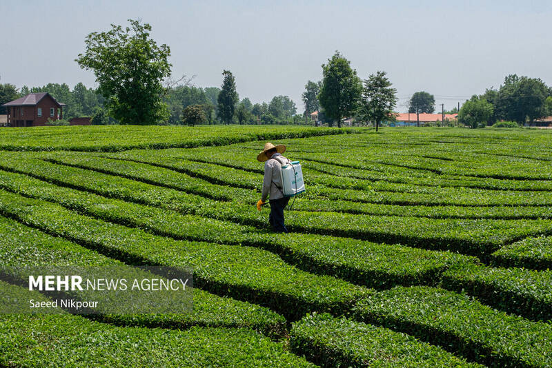 چاي،داخلي،كشور،سازمان،اصلاح،توسعه،باغات،احيا،تسهيلات،واردات، ...