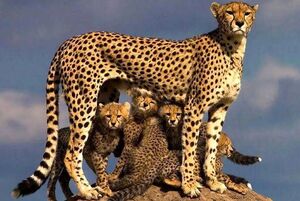 فیلم/ مشاهده ۶ یوزپلنگ در میاندشت خراسان شمالی