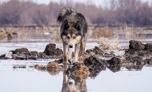 زنگ خطر برای تالاب بیشه‌دالان