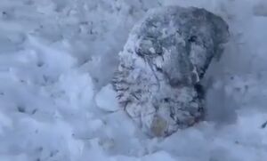 برف در رابر کرمان گوسفندان را زمین گیر کرد!