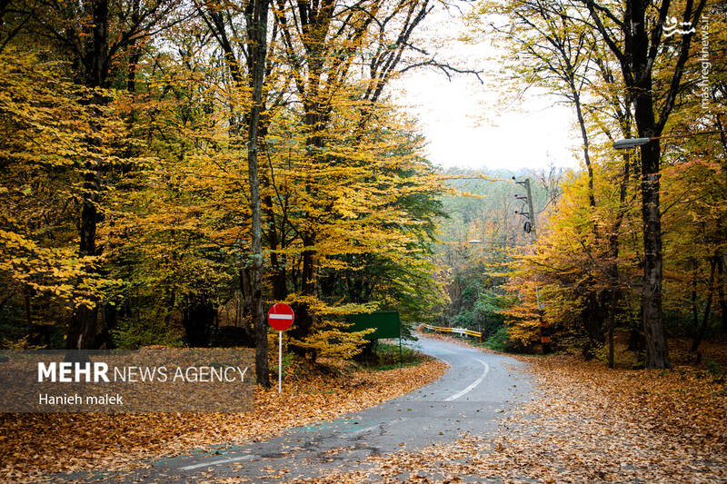 تصاویر چشم نواز از پاییز دیرهنگام النگ دره گرگان