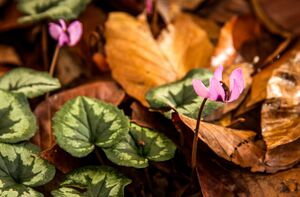 آلش‌دشت گیلان در واپسین روزهای پاییز