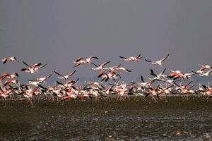 جان دوباره تالاب مهارلو