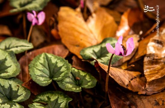 آلش‌دشت گیلان در واپسین روزهای پاییز