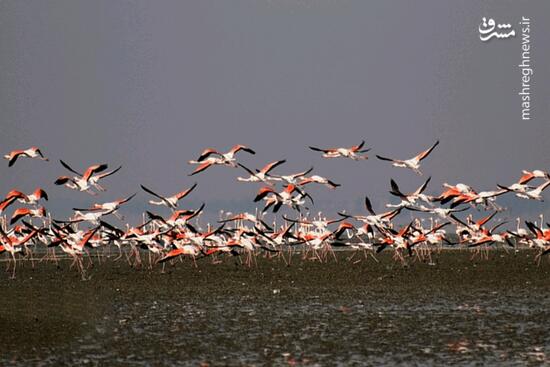 جان دوباره تالاب مهارلو