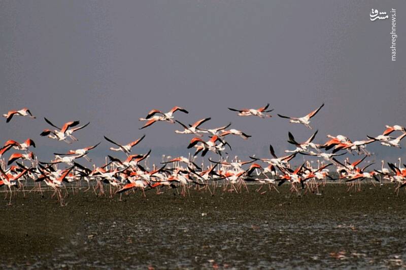 درياچه،مهارلو،فارس