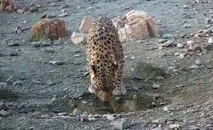 تصاویری کم‌نظیر از لحظه خوردن آب باران توسط پلنگ ایرانی