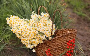 برداشت گل نرگس در مازندران