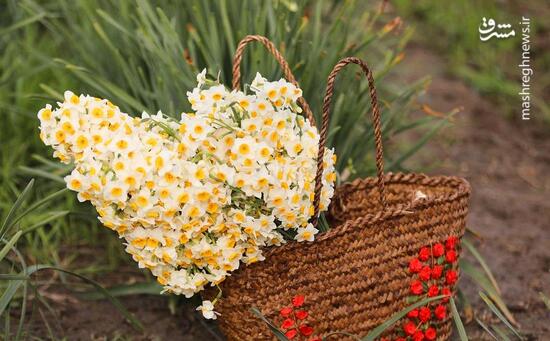 برداشت گل نرگس در مازندران