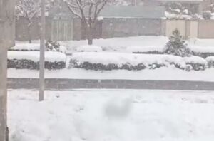 فیلم/ قوچان رخت سفید بر تن کرد