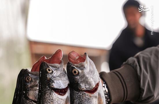 برداشت شب یلدایی ماهی قزل‌آلا