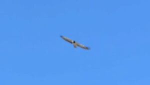 مشاهده ۲ هما در آسمان پارک ملی صیدوا