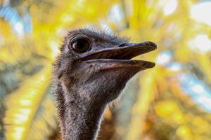 عکس/ پرورش شتر مرغ در خرمشهر