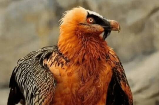 صحنه،ملايي