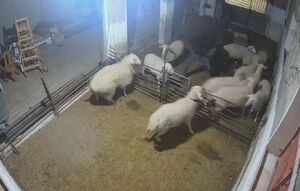 حمله شهرک‌نشینان به منزل یک فلسطینی در جنوب الخلیل