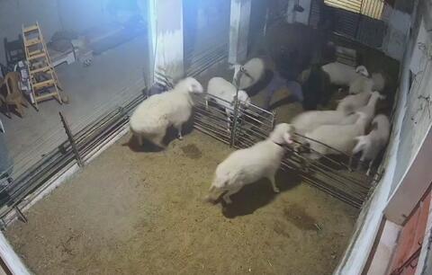 حمله شهرک‌نشینان به خانه یک فلسطینی در جنوب الخلیل