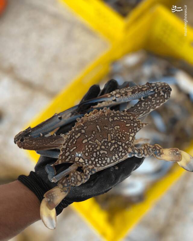 وقتی حرامخواری ترند میشود +عکس و فیلم