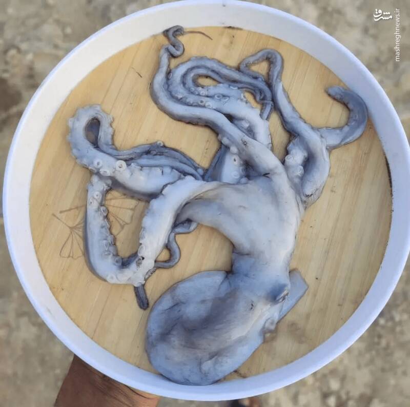 وقتی حرام‌خواری ترند می‌شود +عکس و فیلم