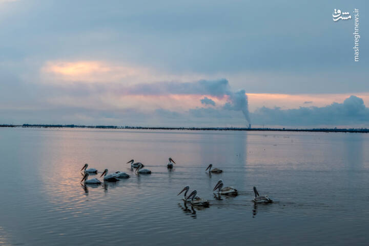 دريا،ماهيگيران،پرندگان