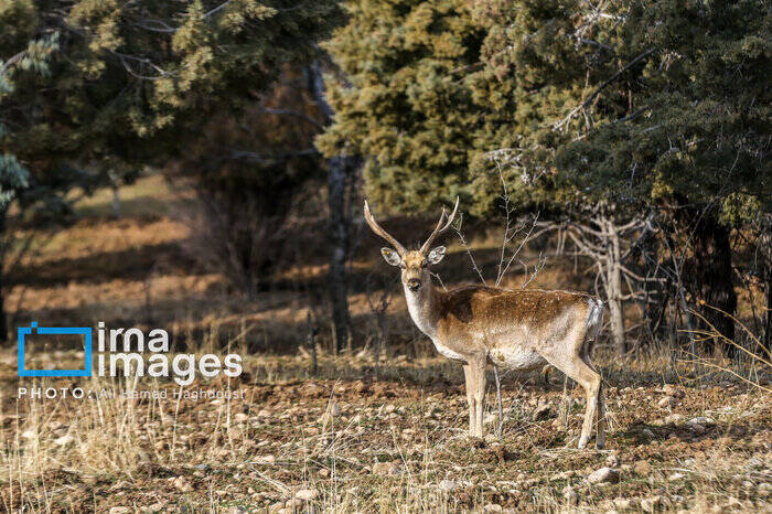 تولد ۶ گوزن زرد ایرانی در پارکهای ملی کرخه و دز