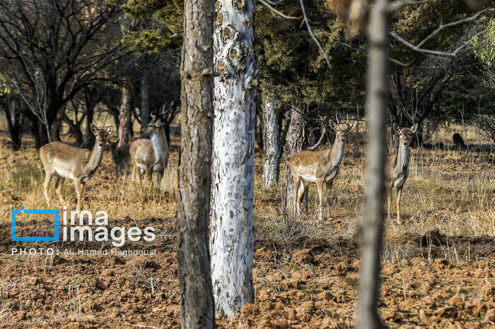 تولد ۶ گوزن زرد ایرانی در پارک‌های ملی کرخه و دز