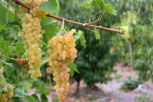 اینجا در زمستان انگور برداشت می‌کنند!