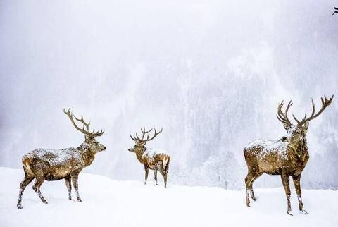 نجات سه گوزن از رودخانه یخ‌زده