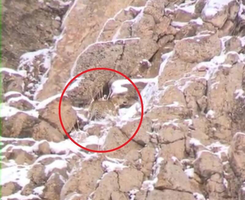 ثبت تصویر پلنگ ایرانی در ارتفاعات پارک ملی لار