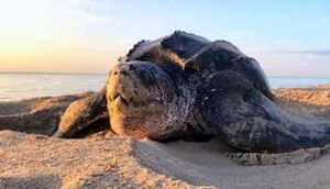نجات لاک‌پشت غول‌پیکر در سواحل بوشهر