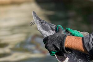 پرورش ماهیان خاویاری در کلات نادری