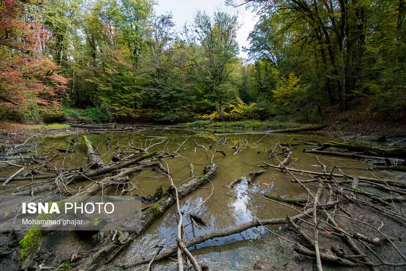 جنگل،اكوسيستم،طبيعي،افتاده،مديريت،درختان،طبيعت،آتش،بقايا،جنگ ...