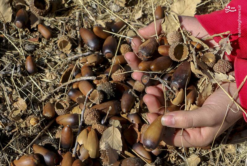 ارژن،زيست،رويشگاه